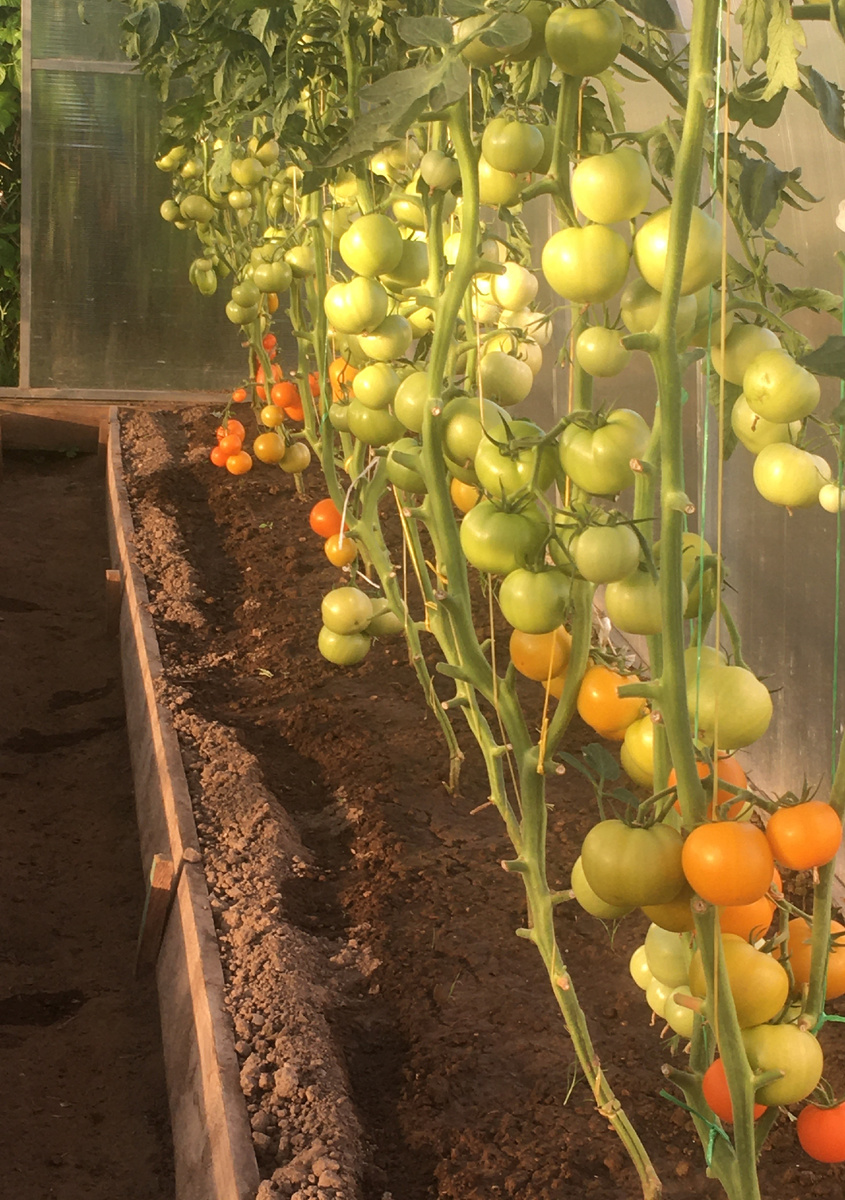 Сапропель незаменим для теплиц, где необходимо обновление земли.