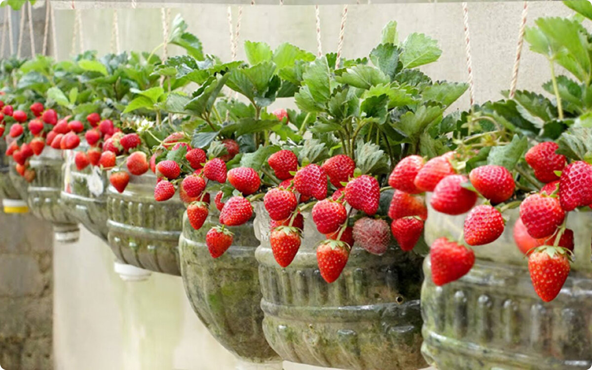 Альбион клубника на подоконнике. Можно вырастить клубнику на подоконнике. Клубника в горшках на балконе. Земляника на подоконнике. Ампельная клубника.