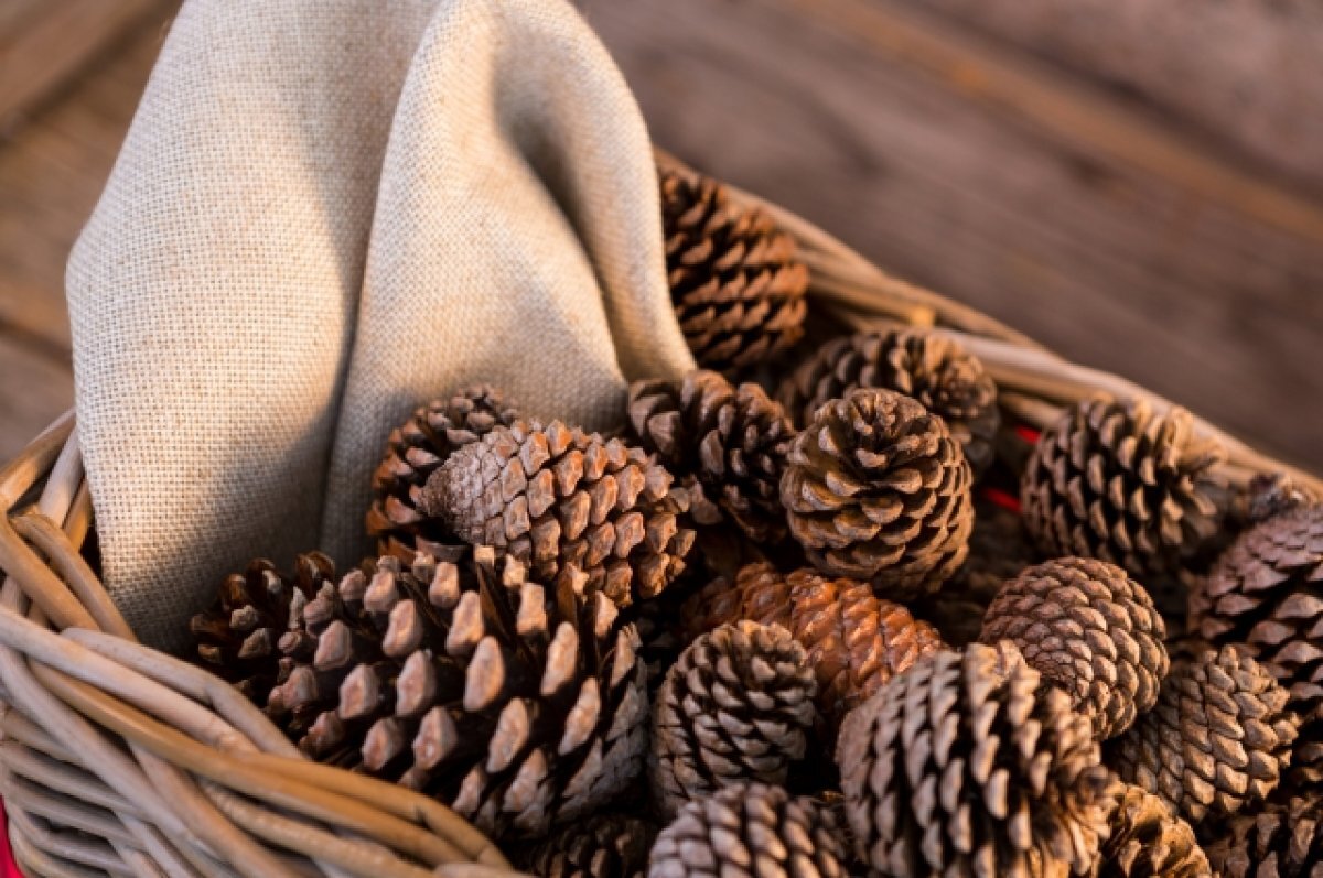    Белгородцам предлагают поучаствовать в областной акции по сбору шишек