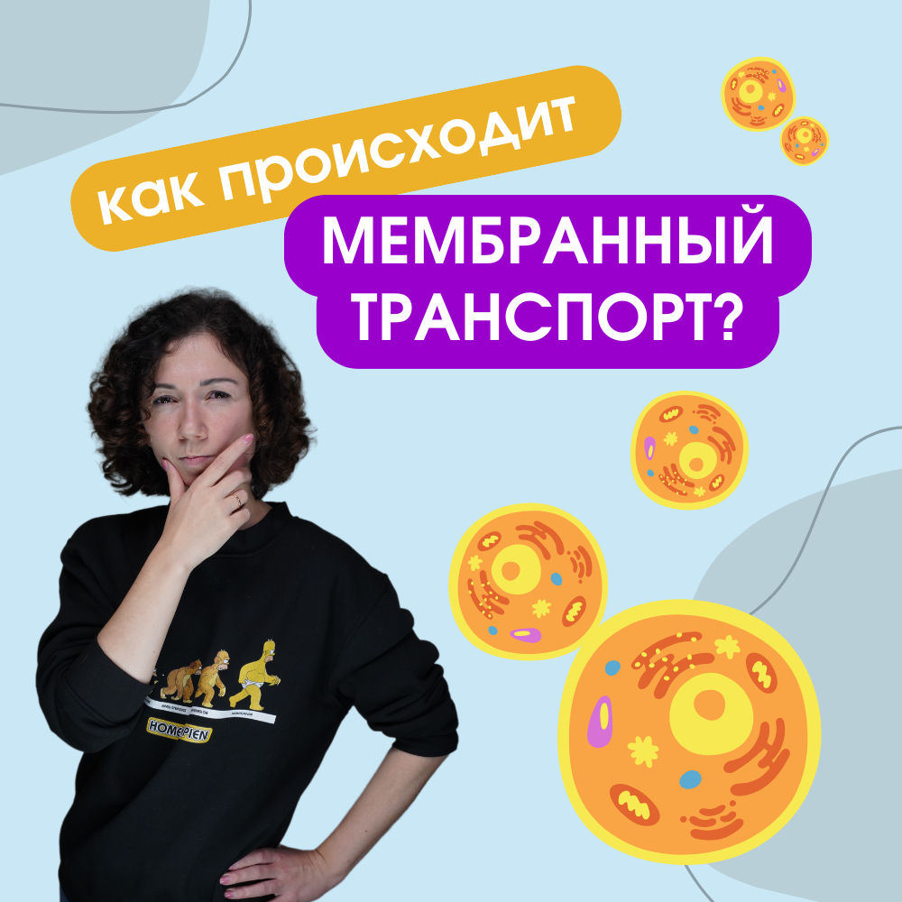 Как происходит мембранный транспорт в клетке? Эндоцитоз и экзоцитоз |  Биология с Марией Семочкиной | Дзен