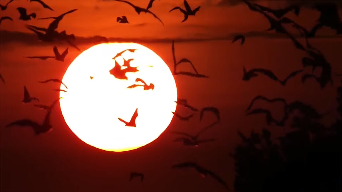 Арабское название летучей мыши - ночная птица