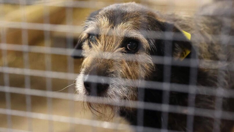 Фото: РИА Новости/Виталий Тимкив