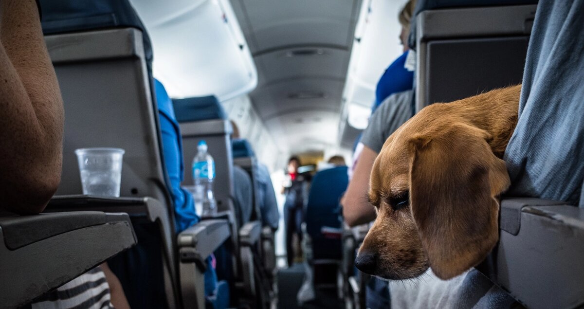 Введение Путешествие на самолете с домашним питомцем может быть как захватывающим, так и нервным опытом.
