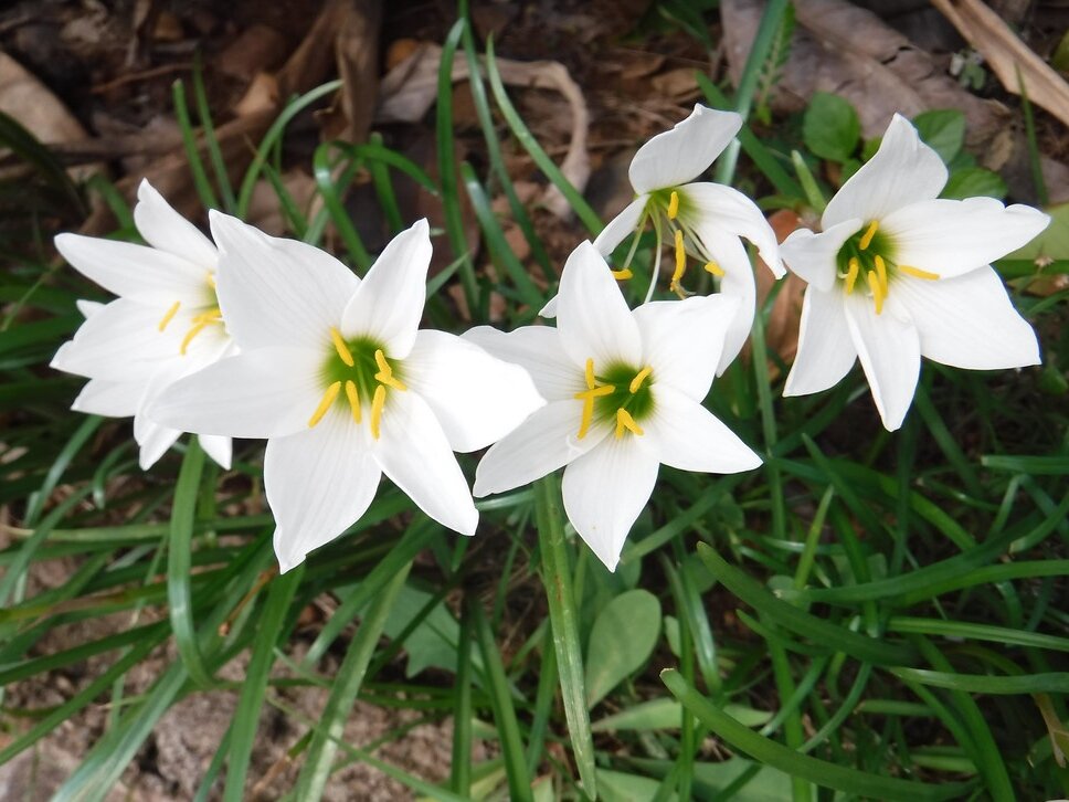 Зефирантес белый. Фото: flickr.com