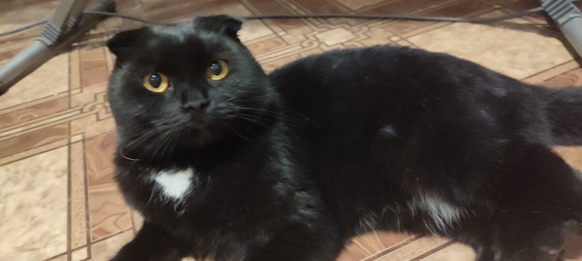 Мой кот Тимонтий