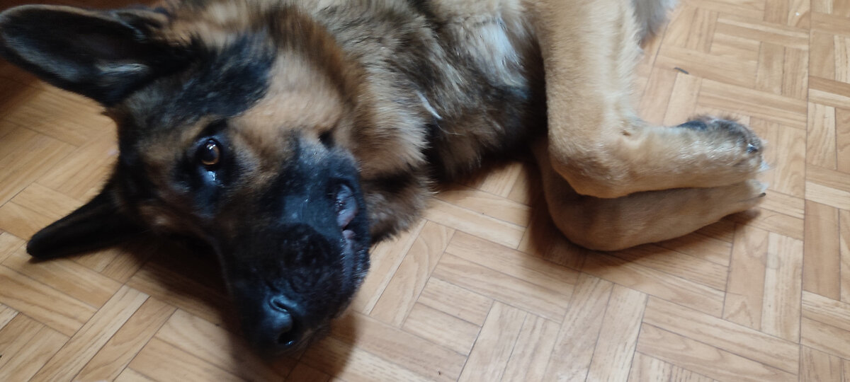 Да вообще то я спокойный пёс... 