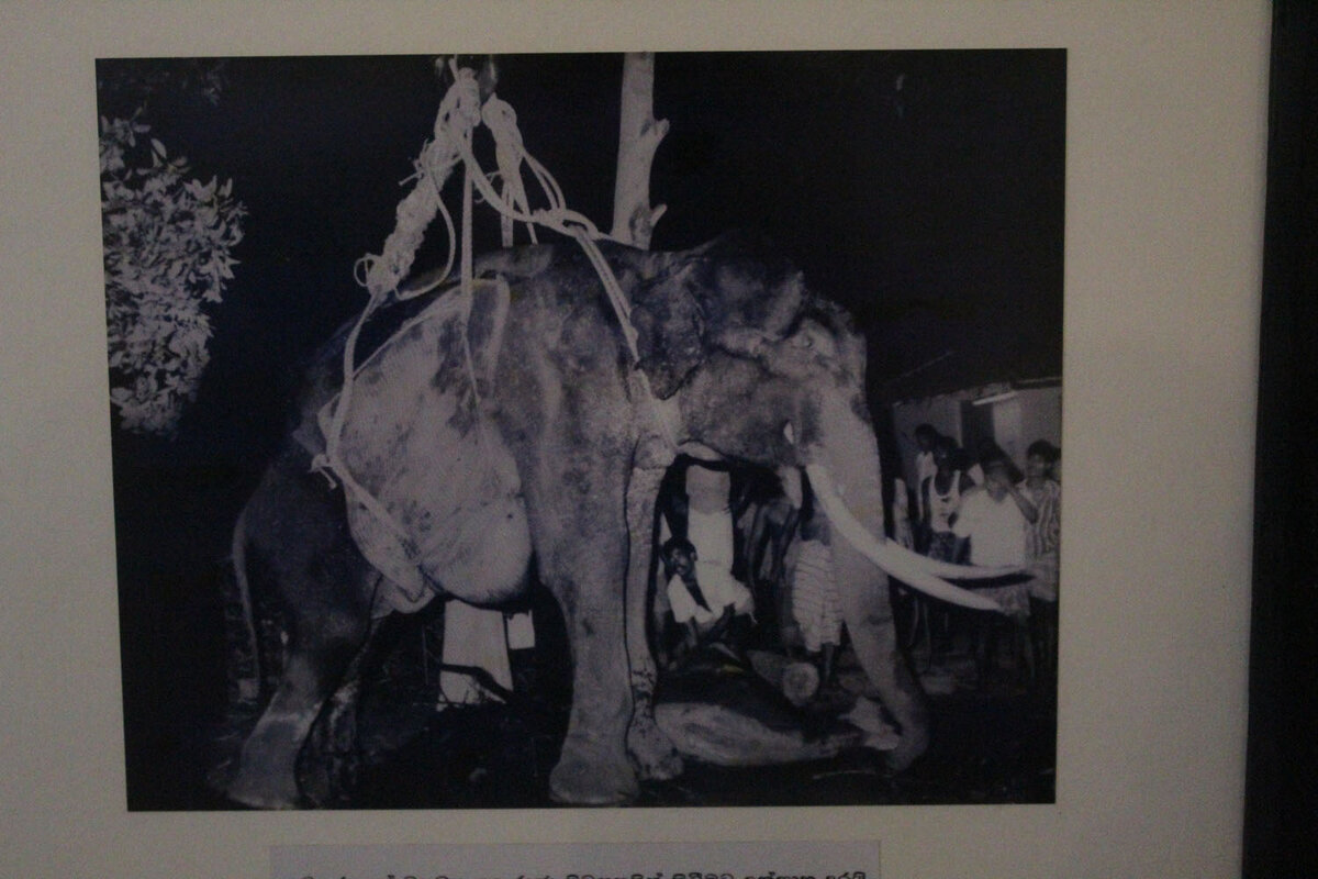 Слона поднимают краном