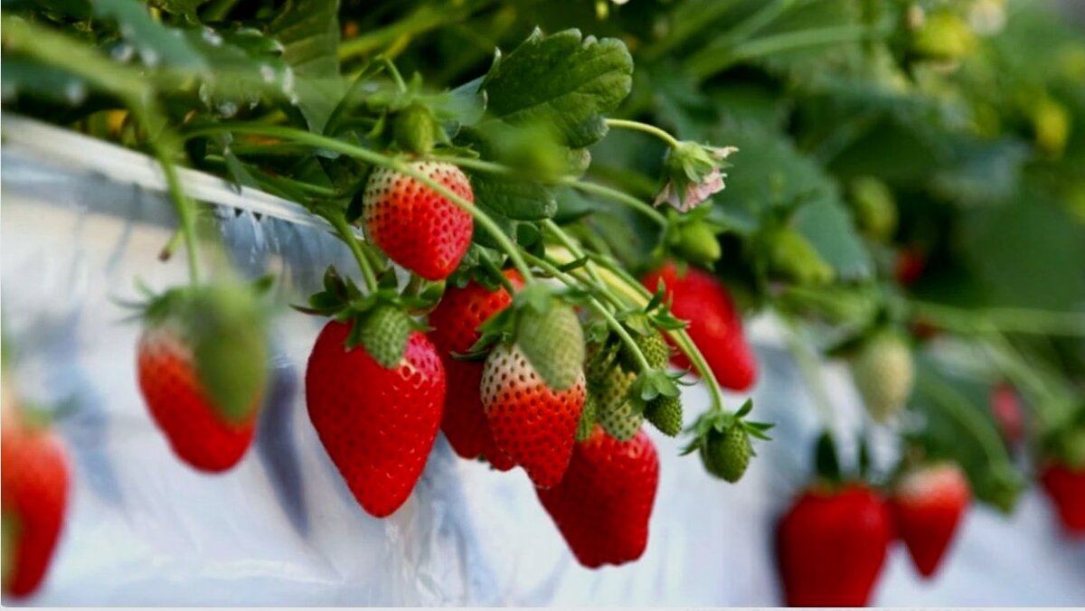 Чтобы лакомиться вкусными и ароматными ягодами клубники круглый год советую вам посадить клубнику на подоконнике