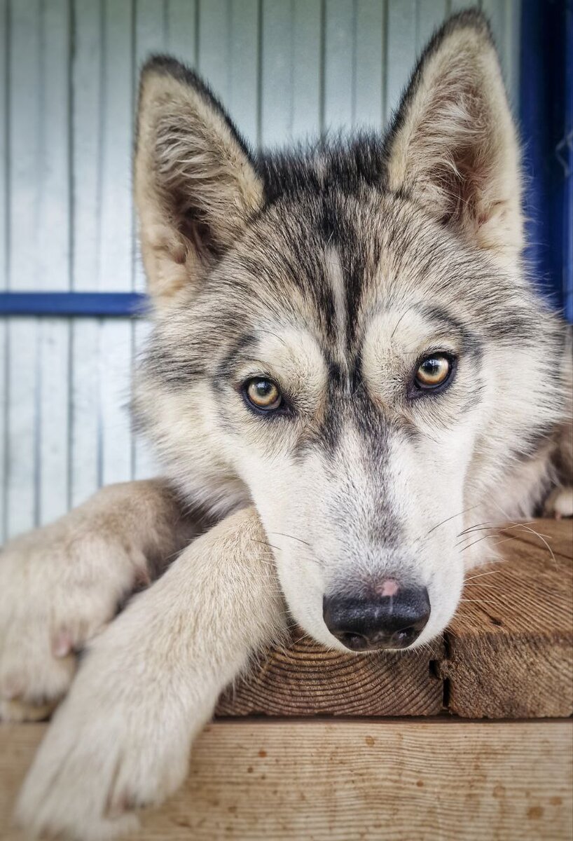 Знакомьтесь, это фото Шахтёра. Спасенного щенка хаски, который уже свой дом нашел