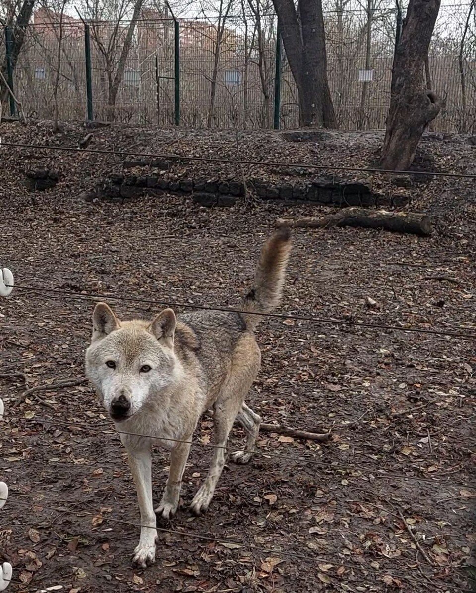    Немцы хорошо относились к животным. Екатерина ПОПОВА