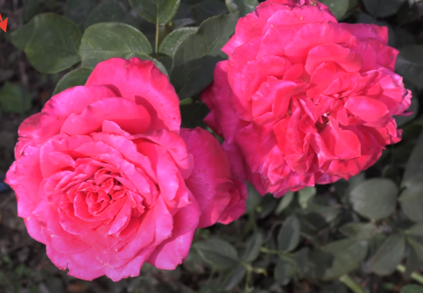 Ожидание. Роза лолита лемпика. Фото сделано автором статьи, из  ролика питомника.