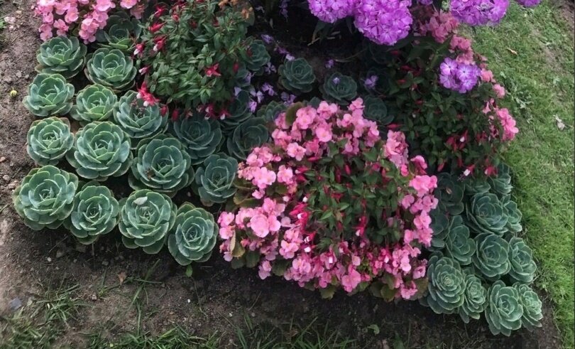 Сфотографировала эхеверию в Петергофе