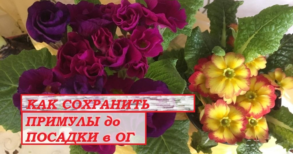 Невовремя купленная примула — это всегда загубленное настроение? Так или не так?
