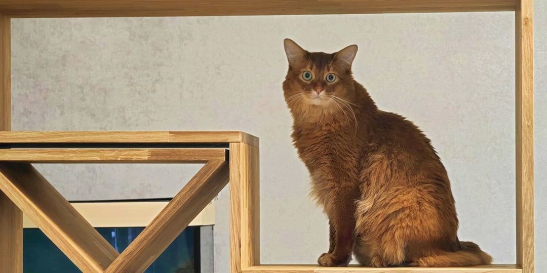 Советы деда помогли «избавиться» от мышей дома «навсегда»! Вот уже 3 года спокойная жизнь (не дороже 100 руб.)