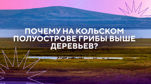 Почему на Кольском полуострове грибы выше деревьев?