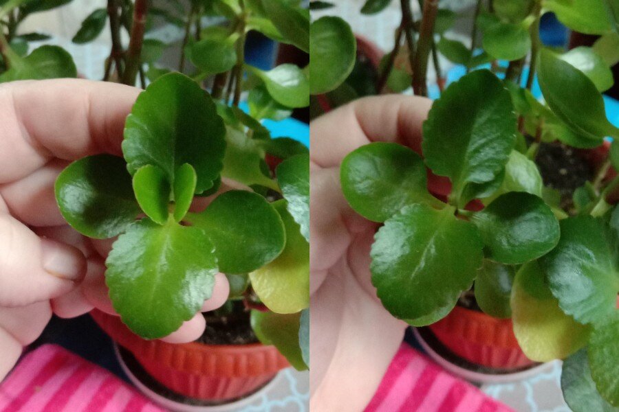 Если нет сильного вытягивания, то можно удалить только верхушки; такую же процедуру можете провести незадолго до цветения, пока бутончики закрыты. Фото автора.