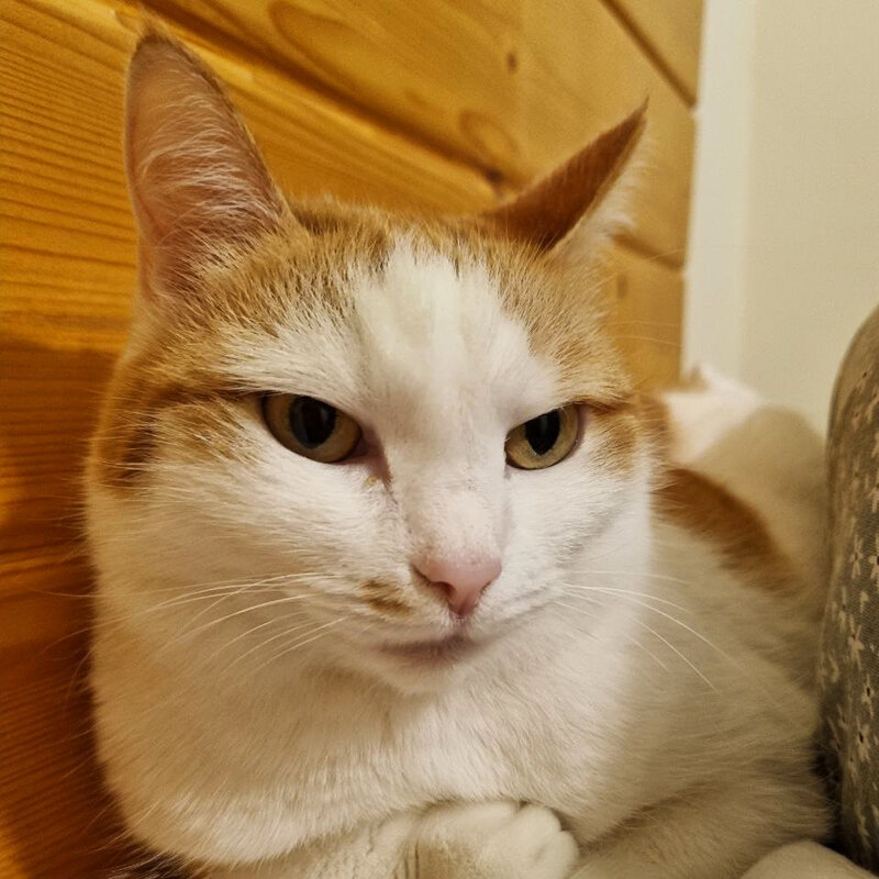 Кошечка, где Грузия? Туть