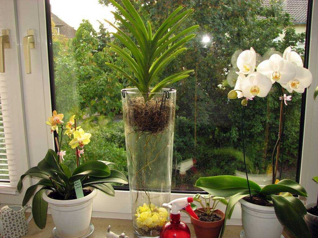 Орхидеи в горшках водой. Орхидея Камбрия. Горшок для Ванды.