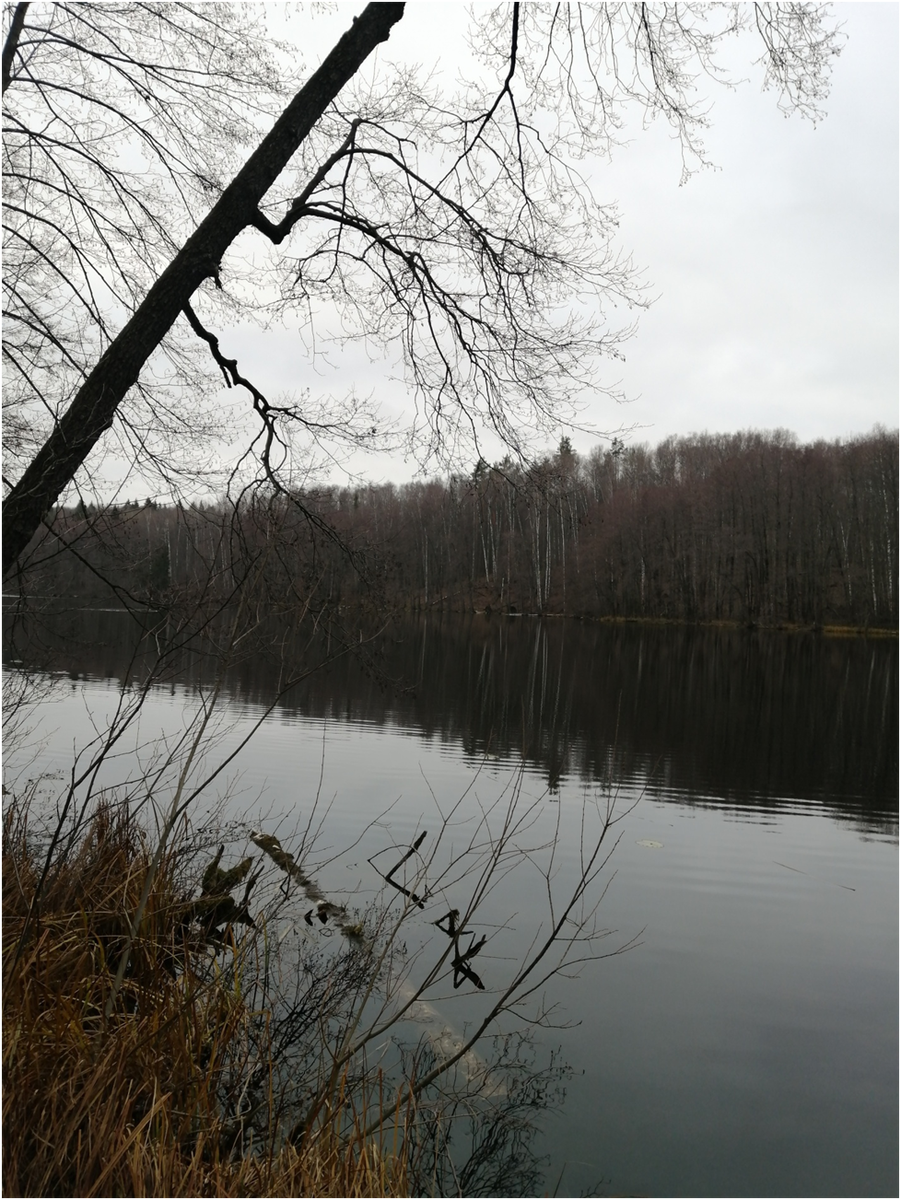 Все  фото  автора. Ноябрь 2023 г.