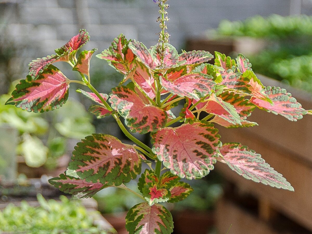 Фото: tarhany.ru