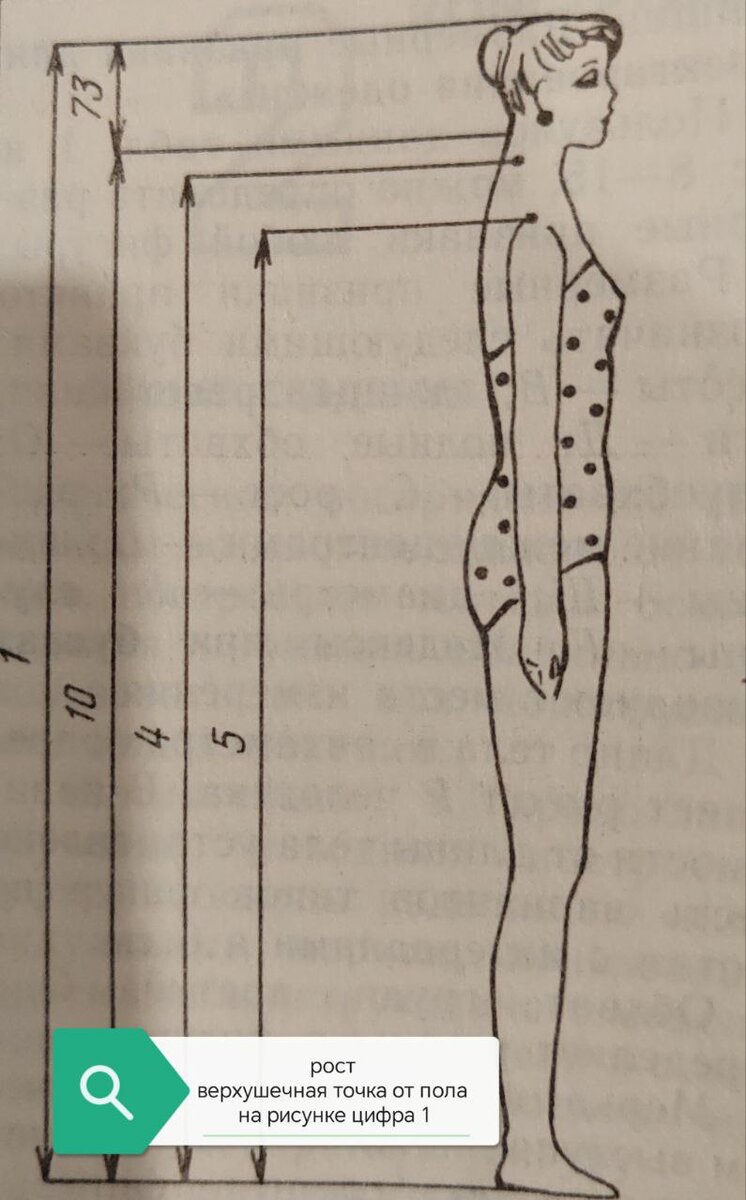 Рост верхушечная точка. 