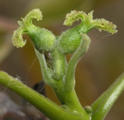 Рыльце женского цветка способно воспринимать пыльцу до 6 дней. Сережка может опыляться только в течение одного дня.