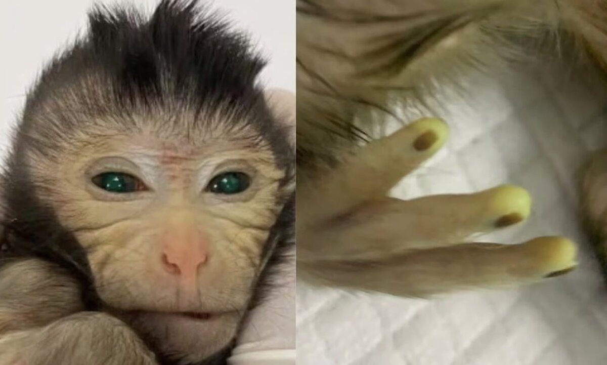 Первая в мире обезьяна-химера, созданная в Китае. 