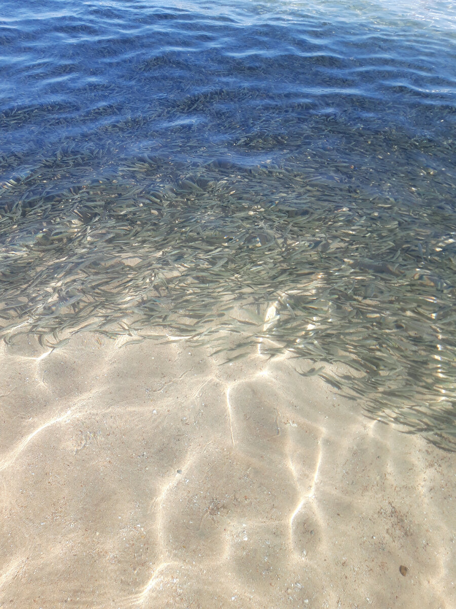 Довольно большая стая мальков тусит у берега, наверное, спасаясь от хищников. Все фото и предположение автора. 