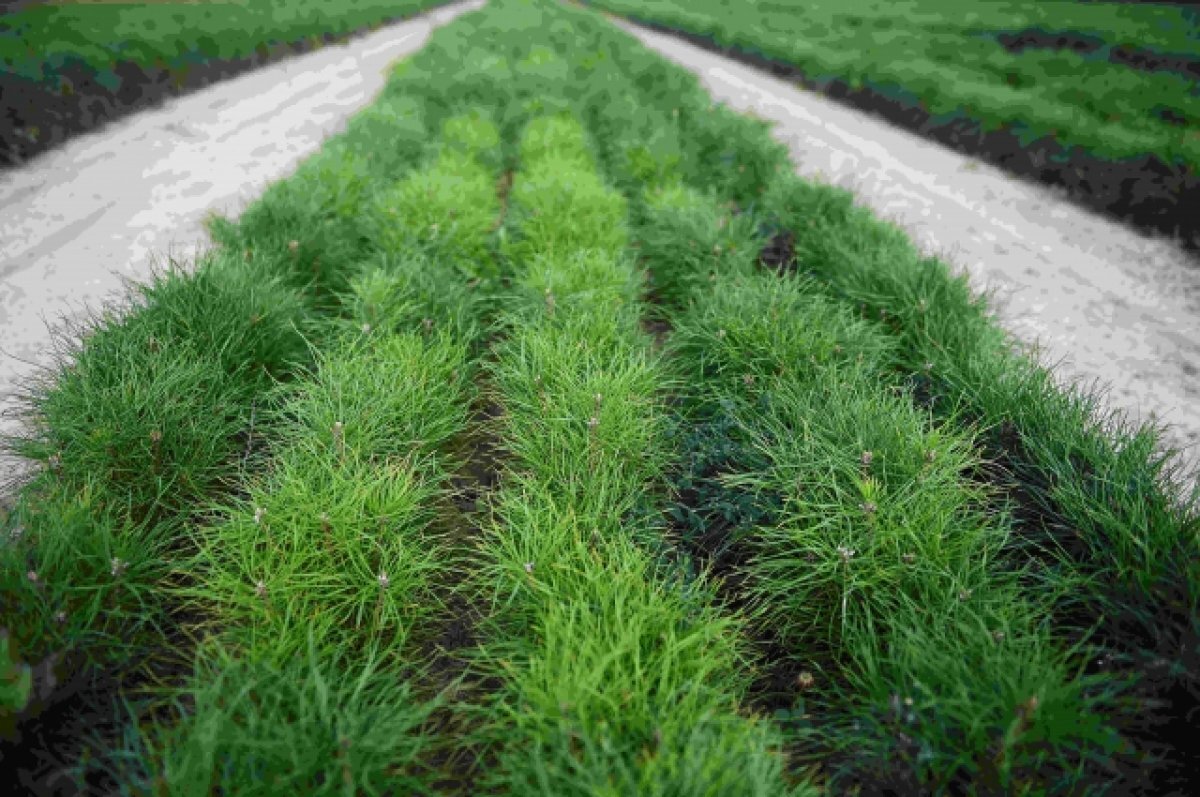    В Карелии перевыполнили в план по восстановлению лесов