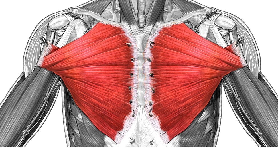 крепление грудной мышцы. крепление грудной мышцы. грудино реберная часть большой грудной мышцы. грудино реберная часть большой грудной мышцы. крепление грудной мышцы.