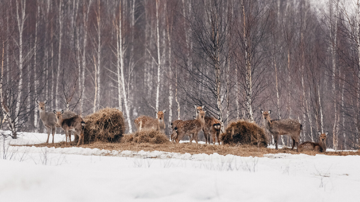 тверской заповедник завидово. национальный парк завидово растения. национальный парк завидово животные. заповедник завидово московской области. тверская область нац.