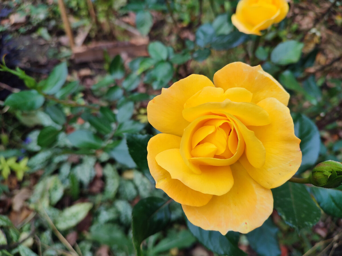 Роза Рио Самба