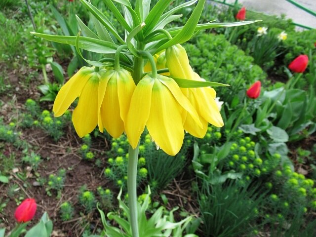 Рябчик императорский (фритиллярия) Лютеа