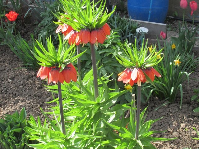 Рябчик императорский (фритиллярия) Аврора