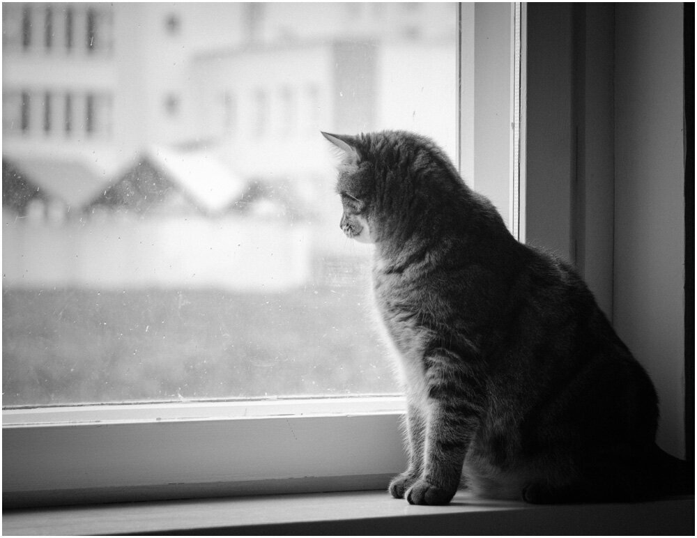 Кошка грустная песня. Кот на подоконнике. Грустный кот у окна. Котенок у окна. Грустные коты.