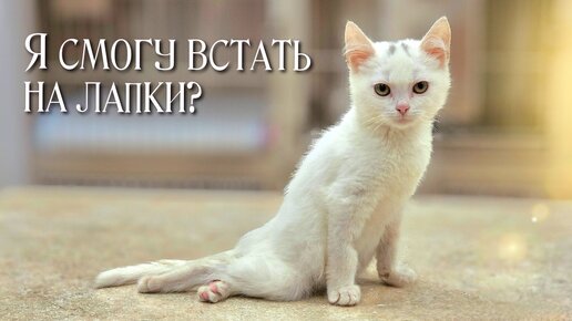 Котёнок перестал ходить и он навсегда может стать инвалидом? / help save a sick kitten