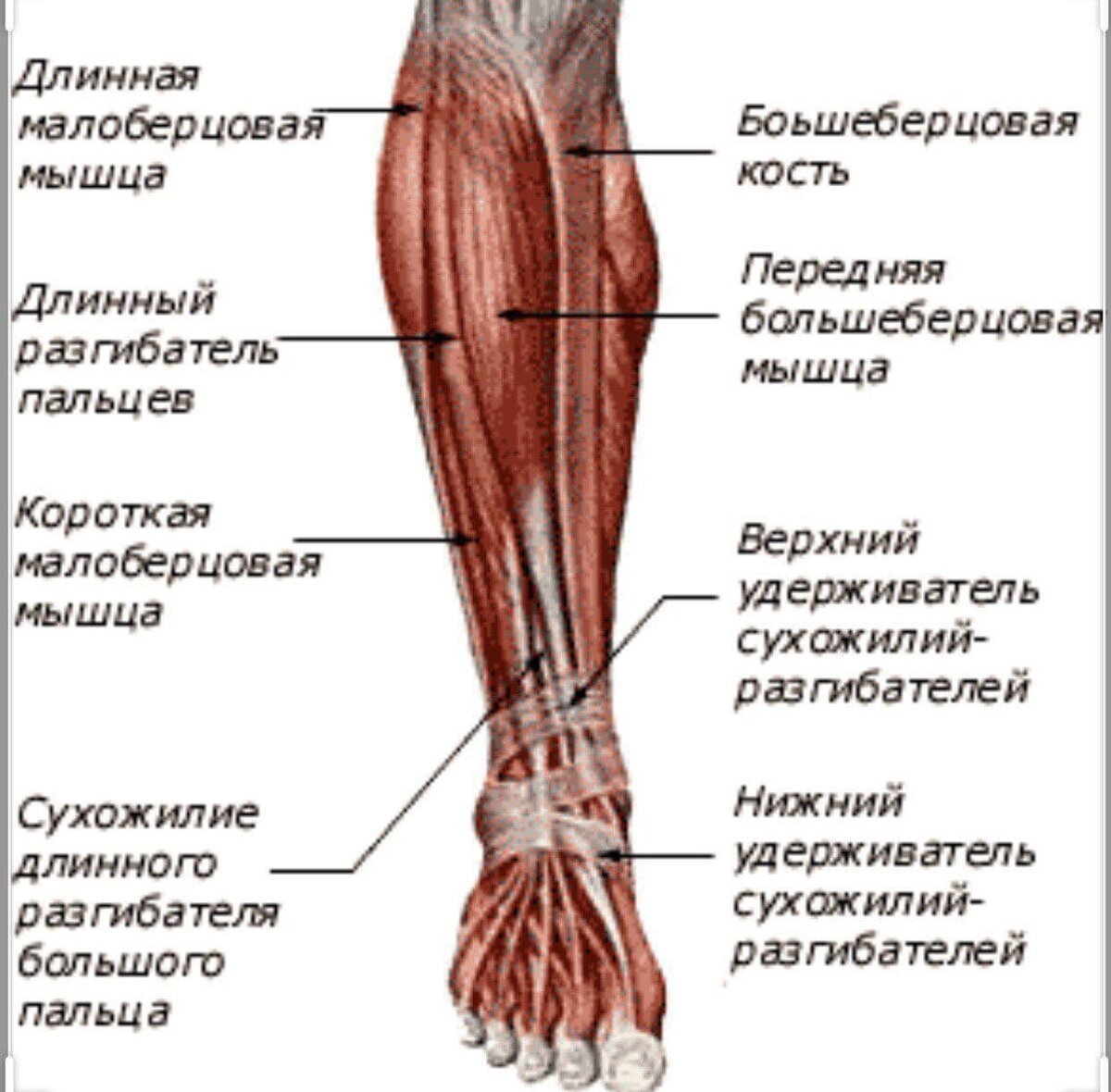 Разгибатель пальцев стопы. Анатомия мышц голени передняя группа. Мышцы голени и стопы анатомия. Анатомия ноги человека мышцы и связки и сухожилия. Мышцы нижней конечности передняя большеберцовая мышца.
