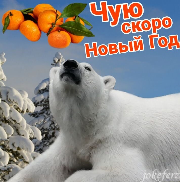 Белый медведь скоро Новый Год! Герда🍊🍊🍊