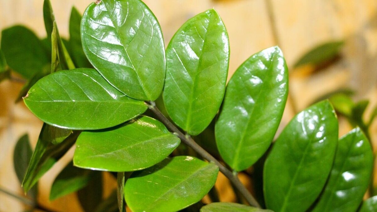    Замиокулькас перестал выбрасывать стрелки? Залейте в грунт эти "отходы" — горшок взорвется от новых побегов© PxHere