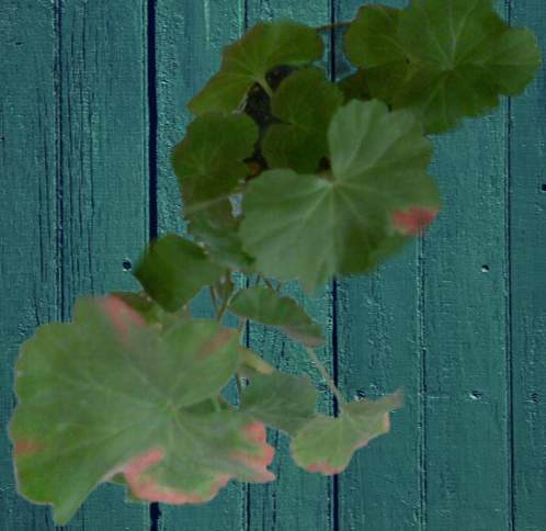 покраснение  листочков пеларгонии