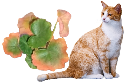 покраснение краёв листа 