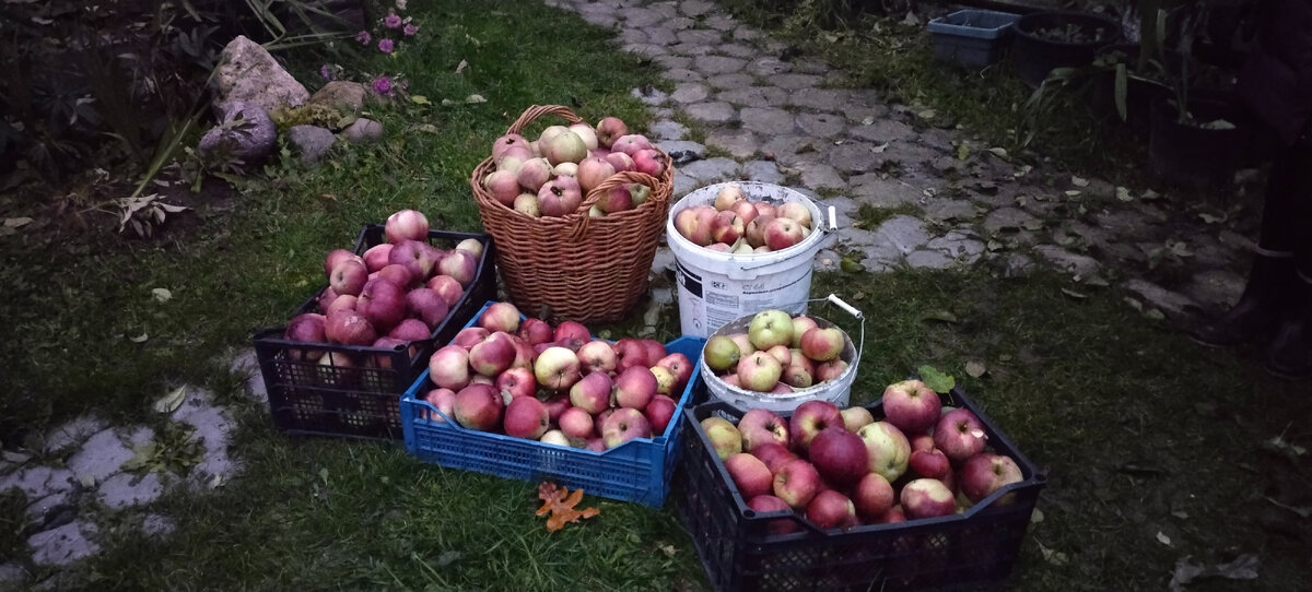 То, что мы собрали после переработки, поздней осенью.