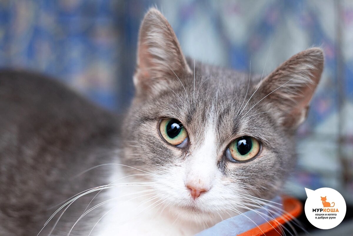 Приехала искать дом вместе с детьми. Нашли на улице.