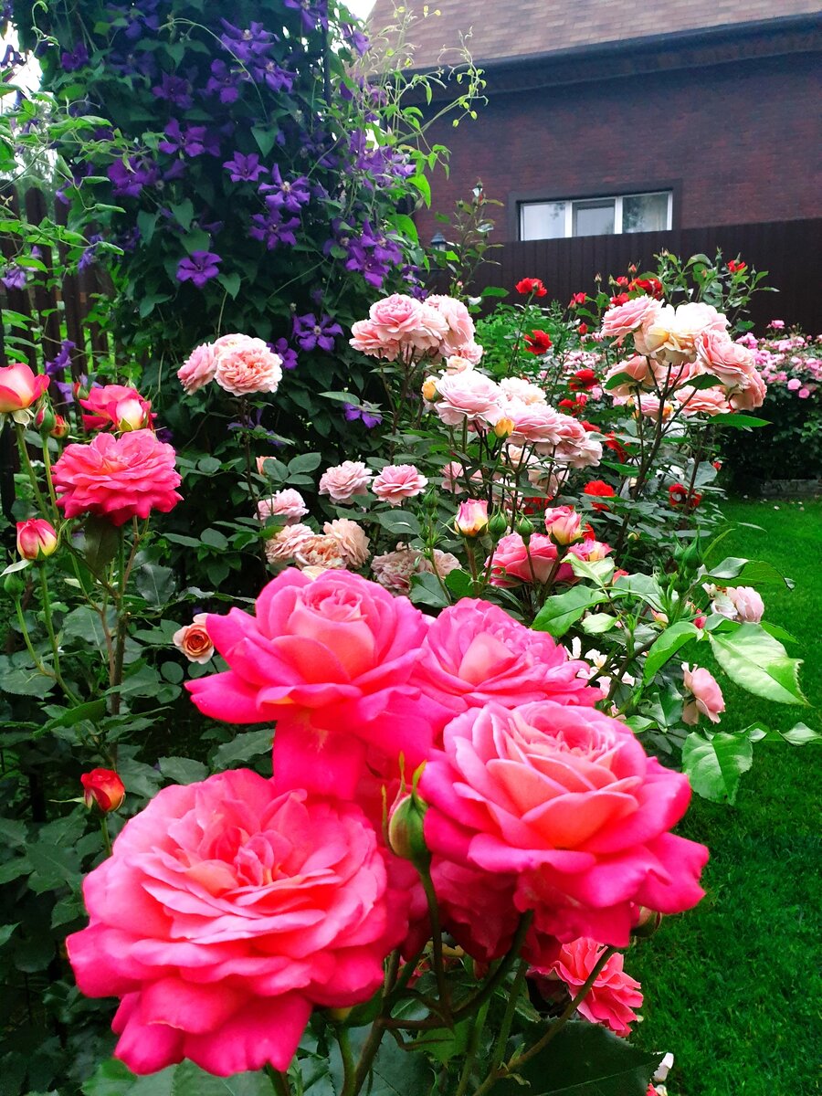 Мой сад. На переднем плане роза Мидсаммер, за ней Чарльз Остин.