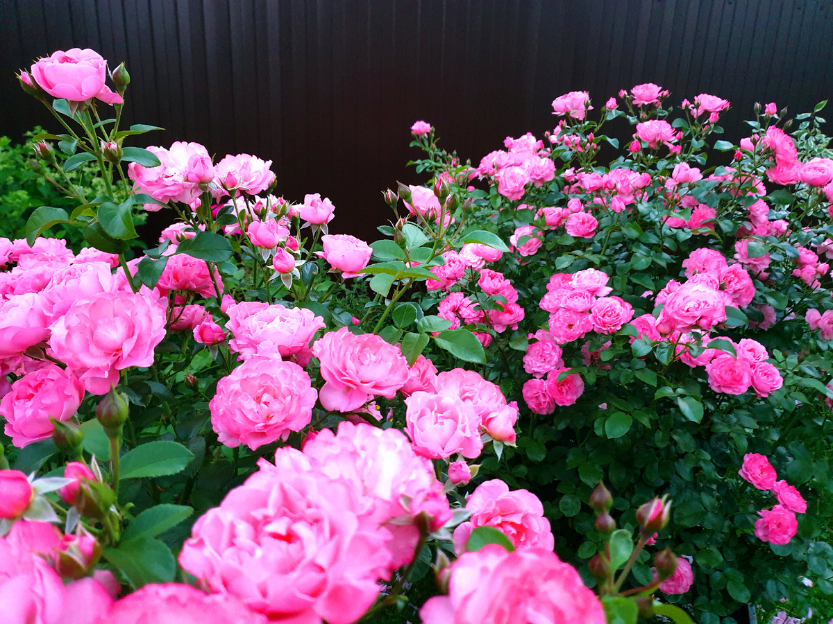 Мой сад. Роза Майн Шонер Гартен. 