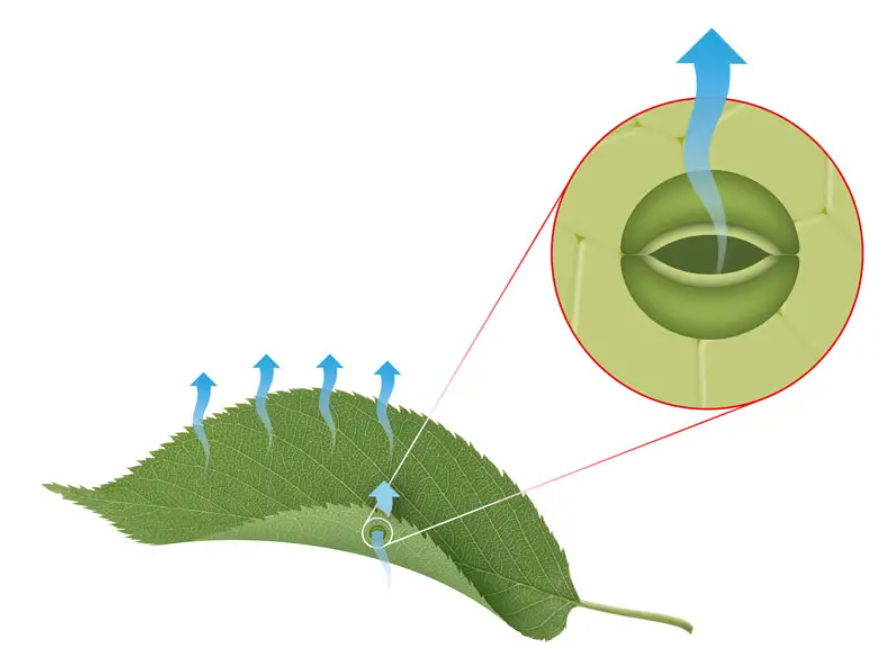 Устьица транспирация. Транспирация устьица. Транспирация у растений. Транспирация листьев. Механизм транспирации у растений.