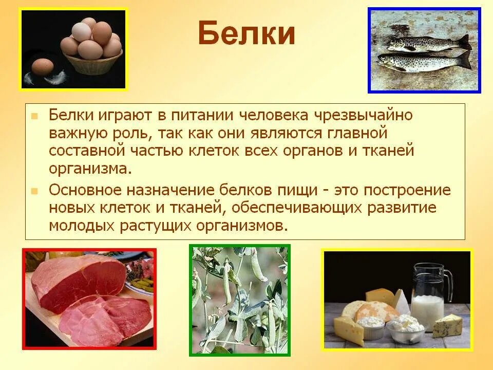 Роль белка, полученного с пищей, в организме человека