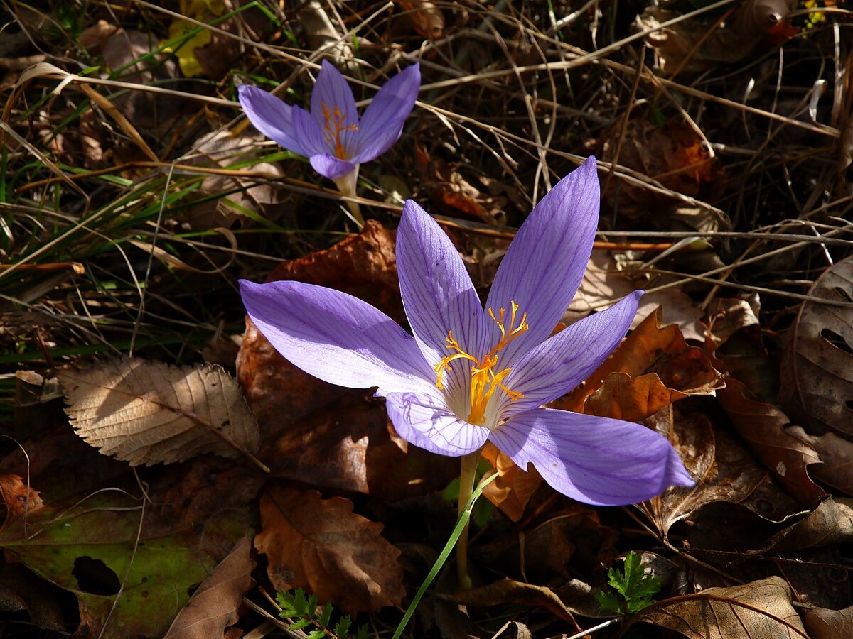 Осенние крокусы на Кубани цветут и в ноябре.