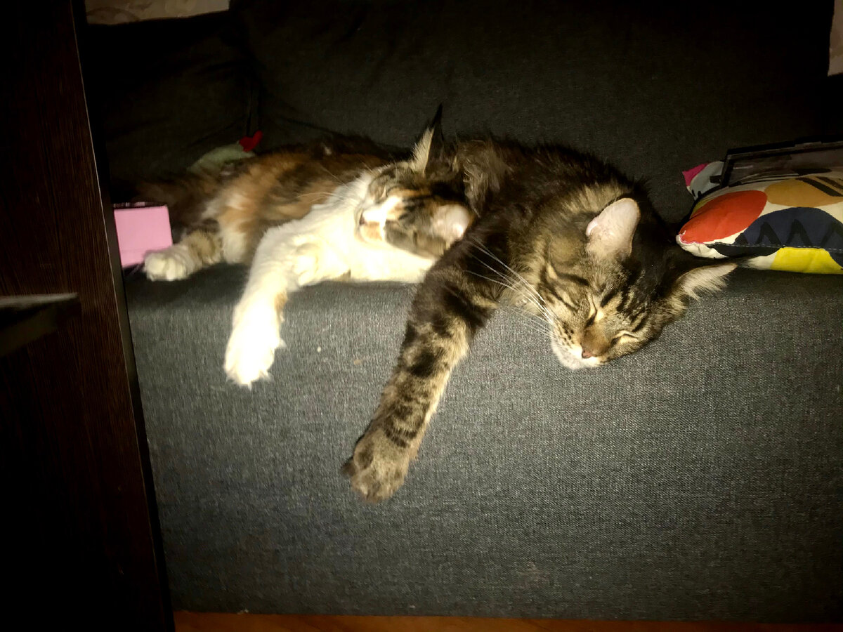 Ещё маленькие,даже не лохматые)