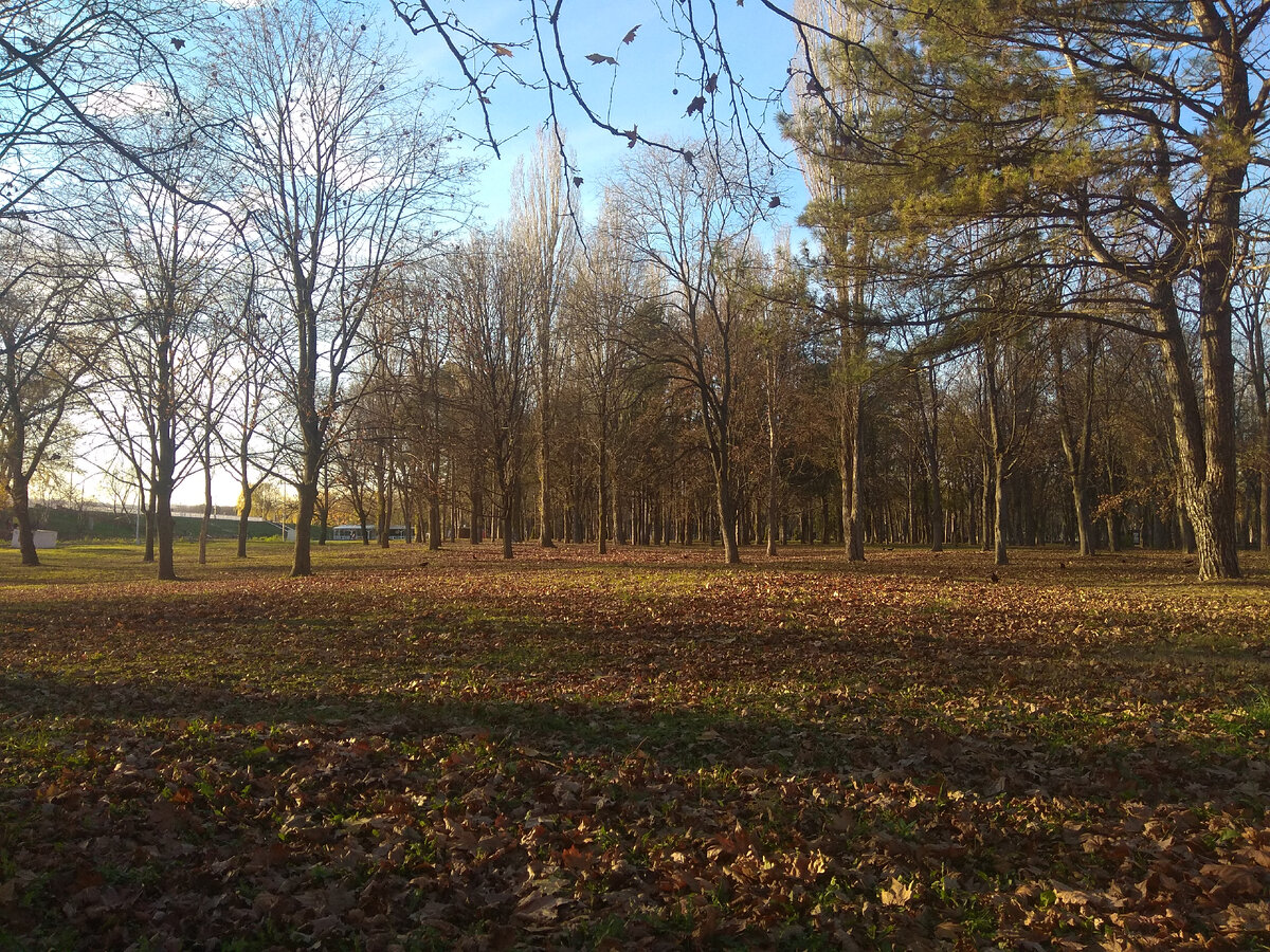 Первого снега мы до сих пор не видели.